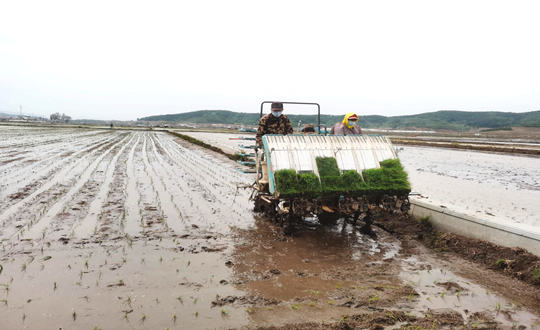 14 瓦力游戏农业水稻插秧现场_副本.png